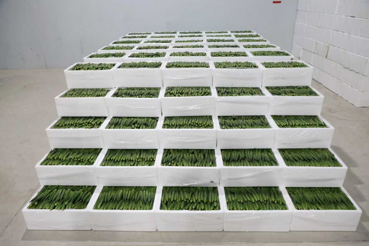 华翔农场秋葵仓储